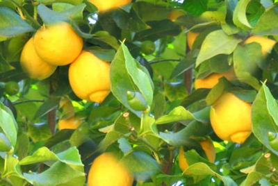 Lemon Tree