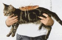 Gruppenavatar von Ein Butterbrot landet immer auf der Butterseite. Eine Katze landet immer auf den Pfoten.