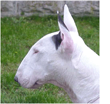 Gruppenavatar von Bullterrier