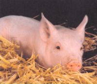 Gruppenavatar von Schweinchenfanatiker