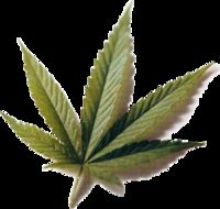 Gruppenavatar von Marihuana ist doch nur ein Blatt