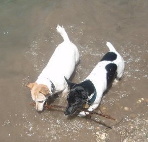 Gruppenavatar von Jack Russell  Terrier