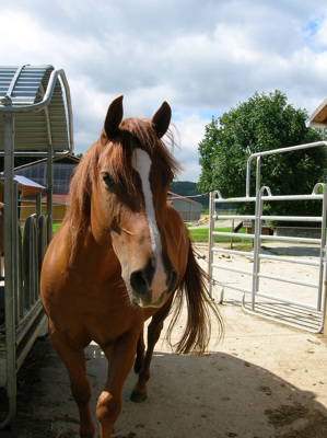 Gruppenavatar von dem Westernreiten verfallen...