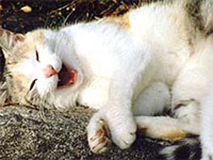 Gruppenavatar von cat i´m a kitty cat