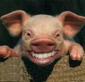 Gruppenavatar von •.¤das schweinchen ohne beinchen«.•°