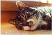 Gruppenavatar von faul - verschlafen - kuschelig --- Ich bin eine Katze!