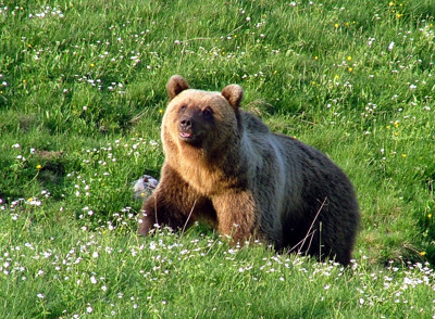 Gruppenavatar von Ihr Schweine habt Bruno getötet,doch in unseren Herzen lebt er weiter!