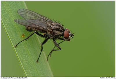 Gruppenavatar von Schwitzen Insekten eigentlich beim Scheißen?