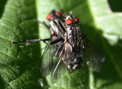 Gruppenavatar von Wenn fliegen hinter Fliegen fliegen, fliegen Fliegen Fliegen nach.