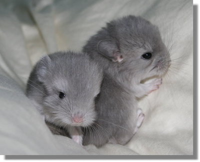 Gruppenavatar von Chinchillas sooooooo... liab !!