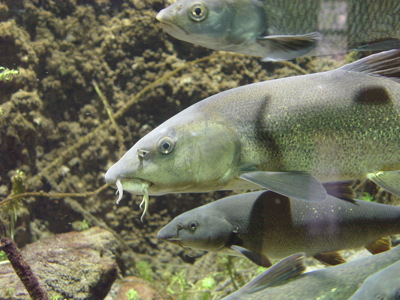 Gruppenavatar von Ich trinke kein Wasser - da ficken Fische drinn