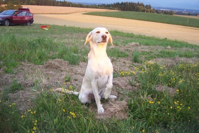 Gruppenavatar von deinem Hund kannst du immer vertrauen