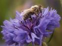 Gruppenavatar von Bienen ficken Hummeln,Hummeln ficken Horniesen