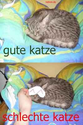 Gruppenavatar von --Wenn ich Katzen verarschen kann gehts mir gut=)--