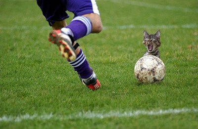 Gruppenavatar von die fußball katze