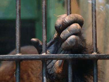 Gruppenavatar von Tiere in Gefangenschaft werden Verhaltensgestört