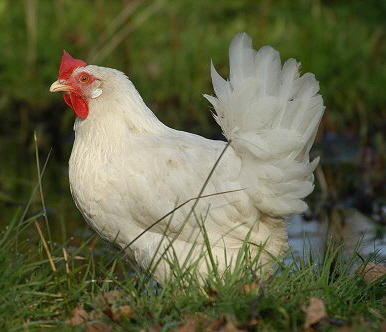 Gruppenavatar von Sepp das Huhn