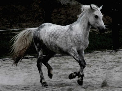 Gruppenavatar von Pferde sind die edelsten und schönsten Geschöpfe die es auf der Welt gibt!!