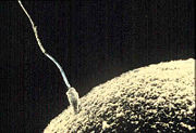 Gruppenavatar von Ich war einmal das schnellste & erfolgreichste Spermium in meiner Gruppe!