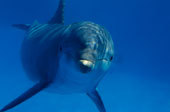 Gruppenavatar von Delphine die schönsten Tiere der Welt!