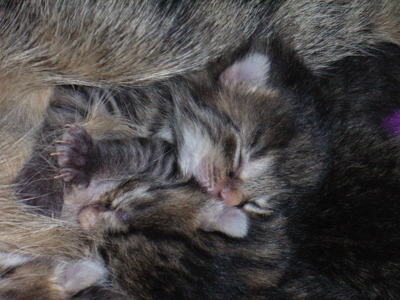 Gruppenavatar von Wenn die Babykatzen immer klein bleiben würden, dann hätte ich schon hunderttausende!!!!!!