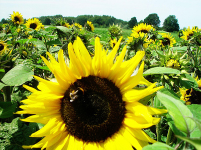 Gruppenavatar von Ich ess Blumen