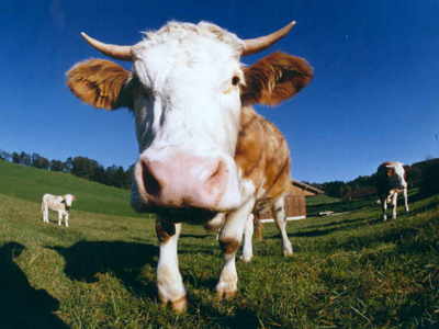 Gruppenavatar von Ich bin zweitvegetarier. Die Kuh frisst Gras und ich esse die Kuh