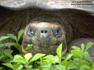 Gruppenavatar von Schildkröten sind soo sexy, die essen so erotisch (: <33.