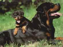 Gruppenavatar von Rottweiler sind ja so SÜÜÜÜÜÜÜÜÜÜÜÜÜÜÜÜÜÜÜß