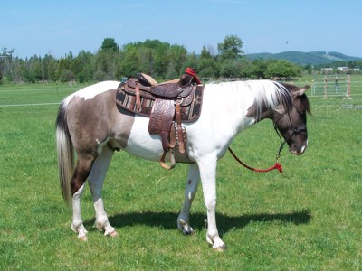 Gruppenavatar von Westernreiten des Geilste