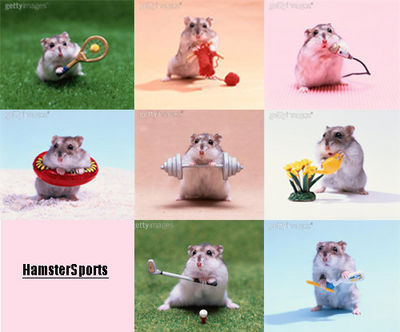 Gruppenavatar von Hamster-Club