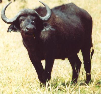 Gruppenavatar von Buffalo buffalo Buffalo buffalo buffalo buffalo Buffalo buffalo