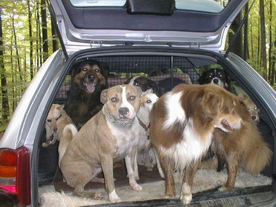 Gruppenavatar von SPERR-MA in Hund in Kofferraum, damits na beim Bremsen ned VORHAUT *rofl*