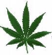 Gruppenavatar von ----------CANNABIS--------------------