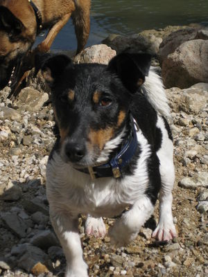 Gruppenavatar von Jack Russell vom Silvermoonkennel