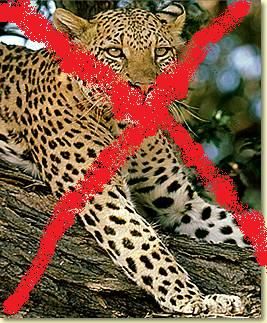 Gruppenavatar von Die Anti-Leopard-Group^^