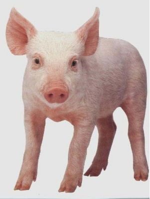 Gruppenavatar von Männer sind Schweine, ich kenn sie alle! =)