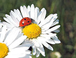 Gruppenavatar von Rettet die Gänseblümchen!!