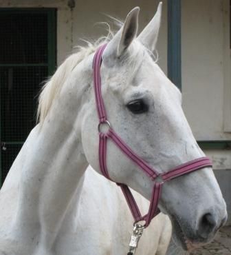 Gruppenavatar von Aicherhof und Union Reitclub St. Georg