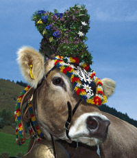 Gruppenavatar von Die Gruppe der Animalisten