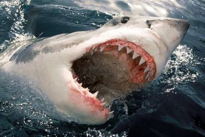 Gruppenavatar von Ma kann auch einen Hai fressen wann man ein größers Maul hat wie er
