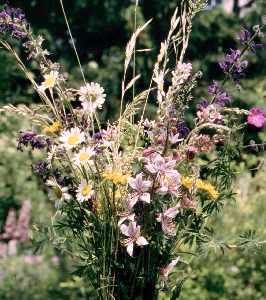 Gruppenavatar von wIeSeNbLuMeNbLuMeNsTrAuß