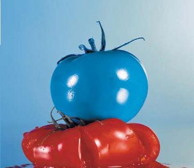 Gruppenavatar von Tomaten gehören Blau!!!!!