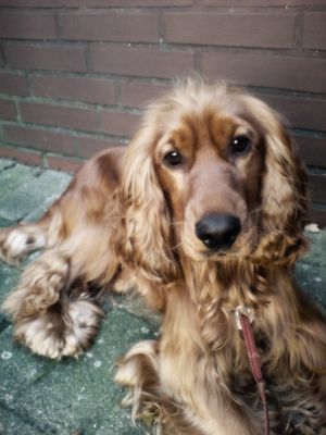 Gruppenavatar von Einmal Cocker Spaniel, immer Cocker Spaniel