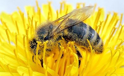 Gruppenavatar von bienen ficken blümchen...