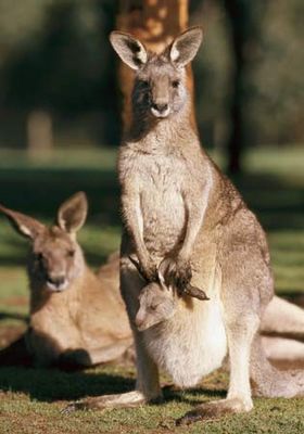 Gruppenavatar von I'm from AUSTRIA - We have no kangaroos