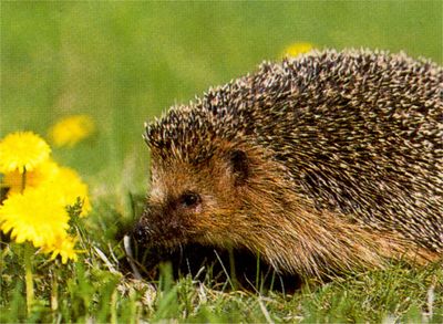 Gruppenavatar von ich bin wie ein igel - wenn gefahr droht, rolle ich mich zusammen.*