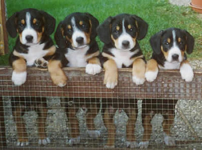 Gruppenavatar von we love dogs.........