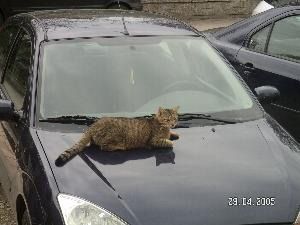 Gruppenavatar von Warum müssen immer die sch.. Katzen auf mein Auto klettern ?