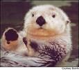 Gruppenavatar von We are the Otters